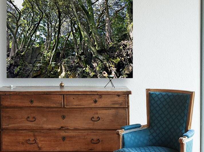 Trees Roots Jeju South Korea by Jimmy Roy Photos