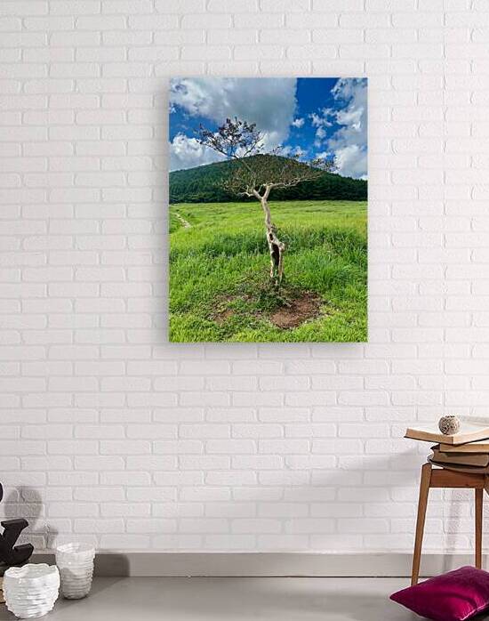 The Tree Jeju South Korea by Jimmy Roy Photos