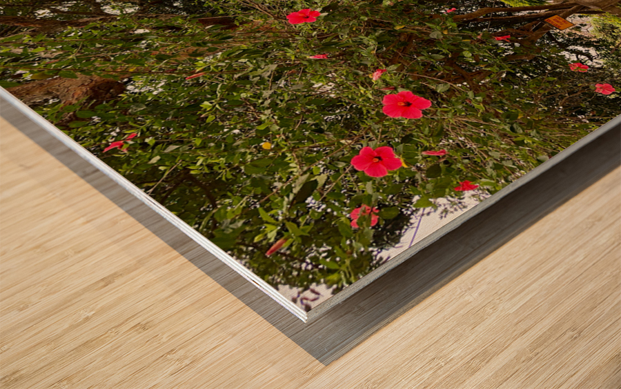 Red Flowers Gate Wood print