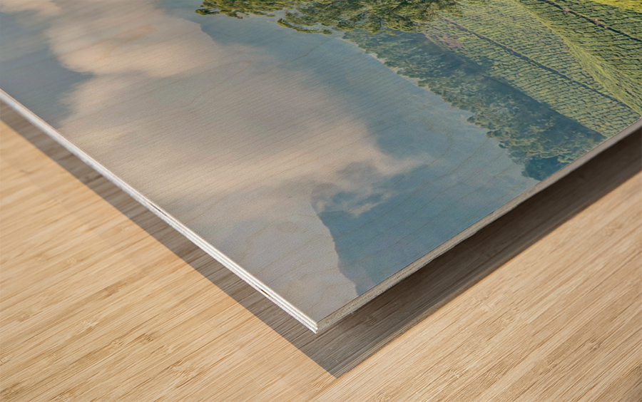 Trees Through the Tea Wood print