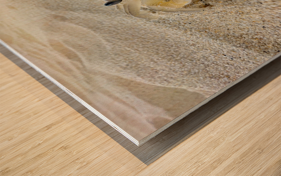 Crab on the Beach 2 Wood print