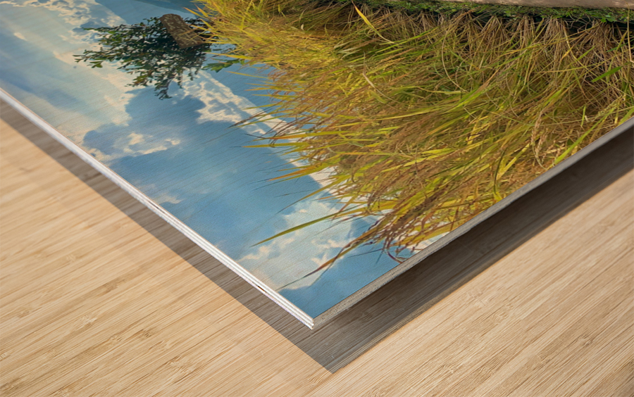 Vagabond Dog Wood print