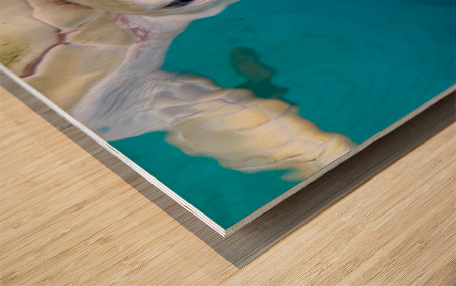 The White Turtle Wood print