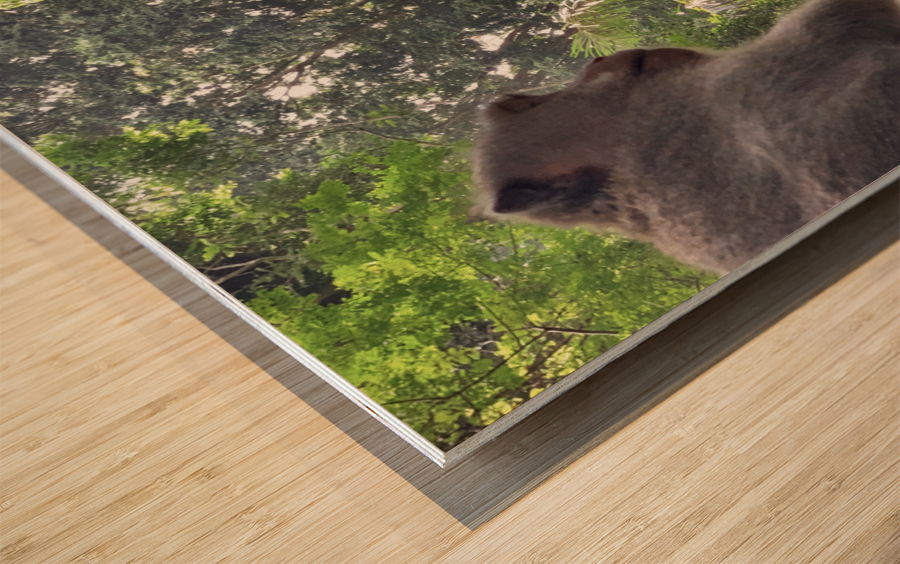 Monkeys on the Roof Wood print